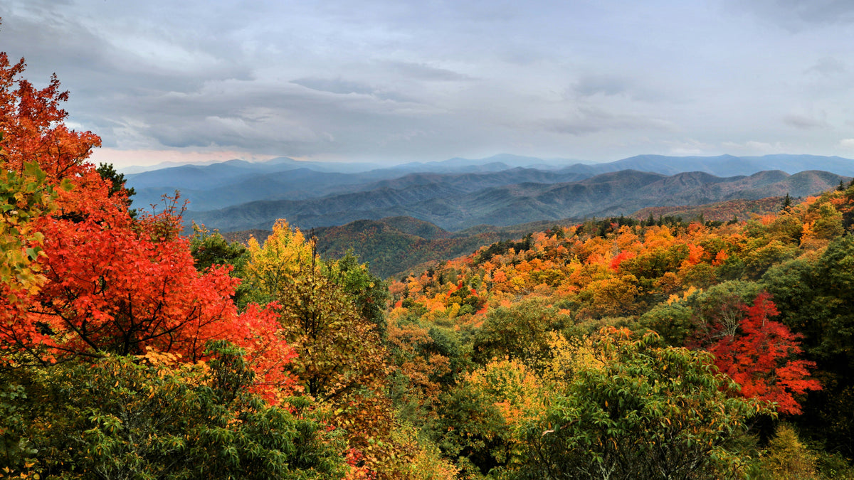 A leafy mountain landscape with fall colors.